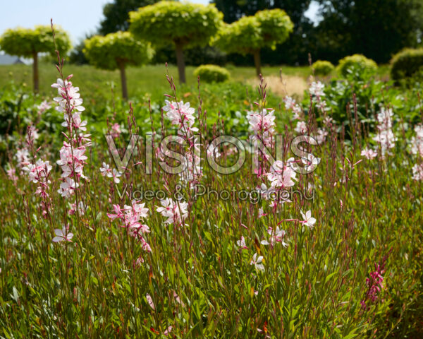 Gaura lindheimeri Gaura lindheimeri