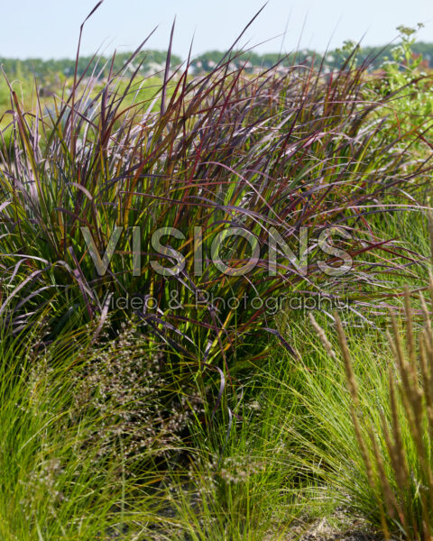 Andropogon gerardii Blackhawks