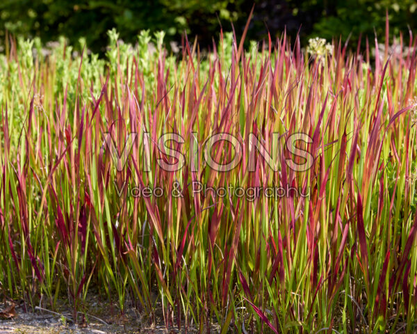 Imperata cylindrica Red Baron
