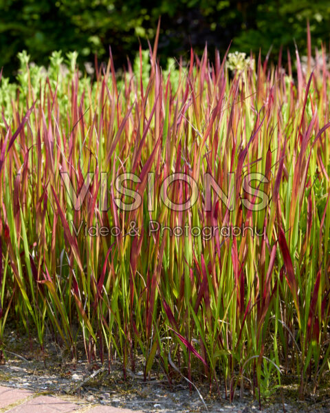 Imperata cylindrica Red Baron Imperata cylindrica Red Baron