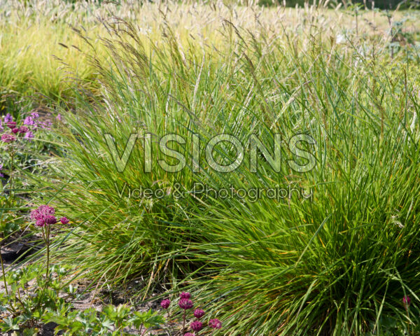 Deschampsia cespitosa Goldtau