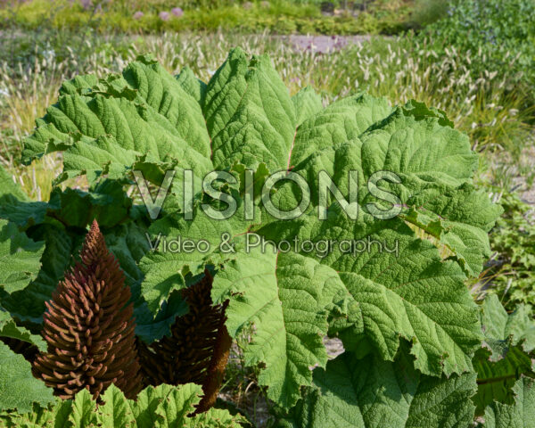 Gunnera manicata