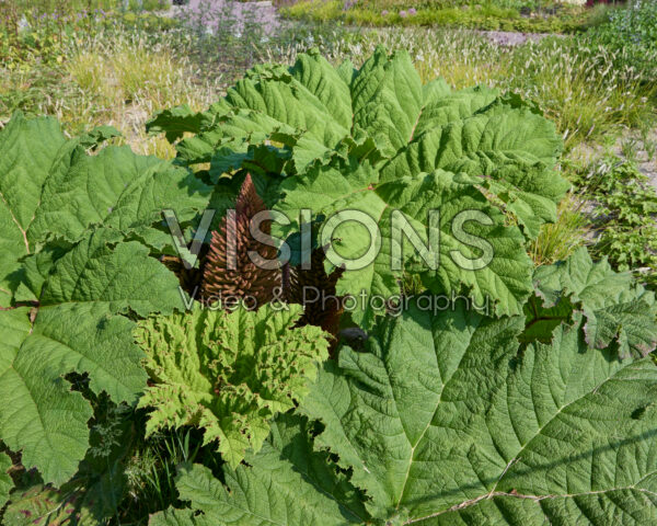 Gunnera manicata Gunnera manicata