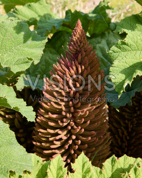Gunnera manicata Gunnera manicata