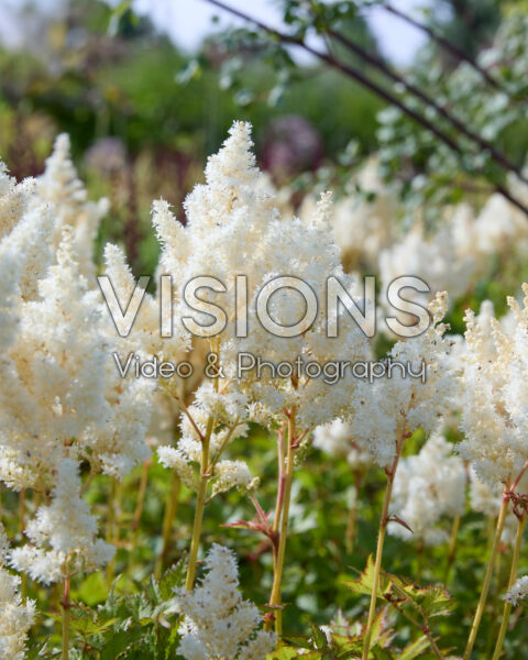 Astilbe Astilbe