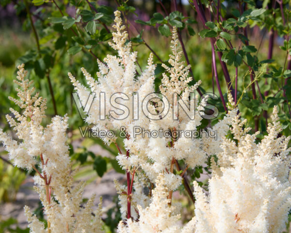 Astilbe Astilbe