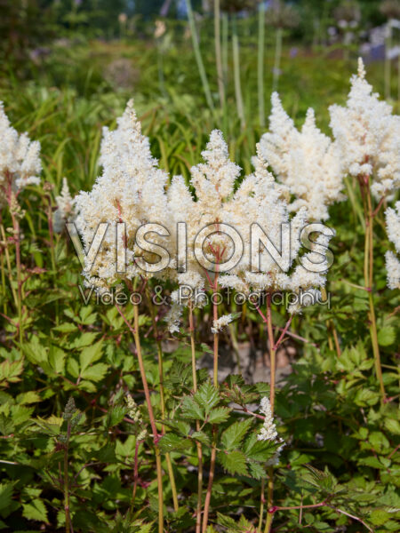 Astilbe