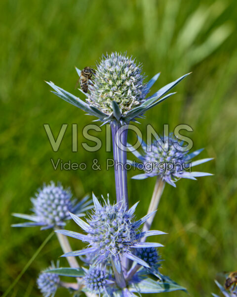Eryngium planum Eryngium planum