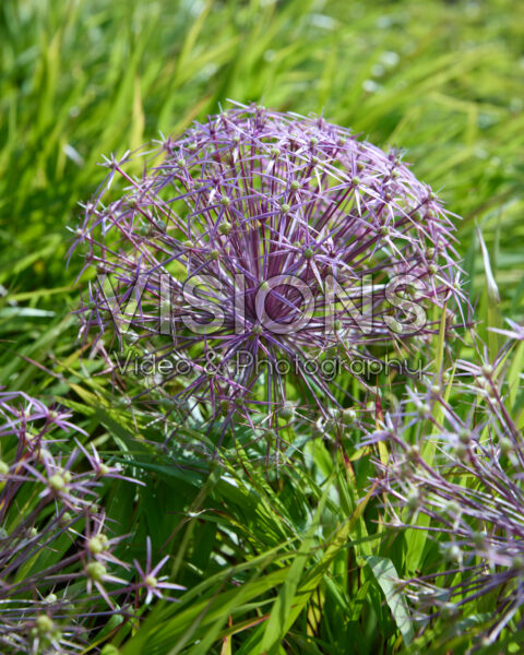 Allium cristophii Allium cristophii