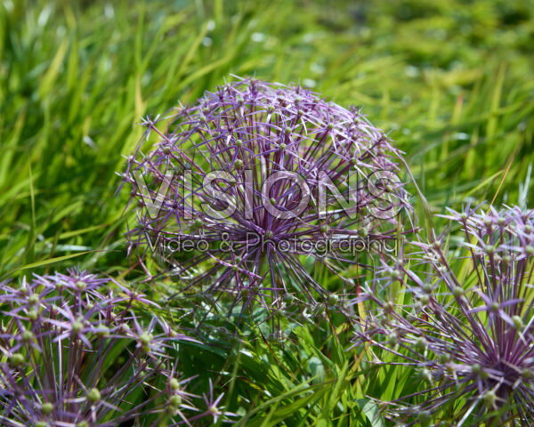 Allium cristophii