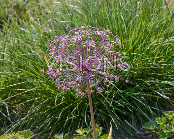 Allium cristophii Allium cristophii