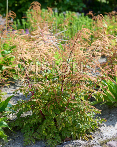 Aruncus aethusifolius Aruncus aethusifolius