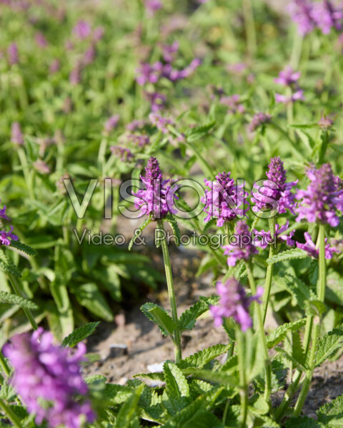 Betonica officinalis