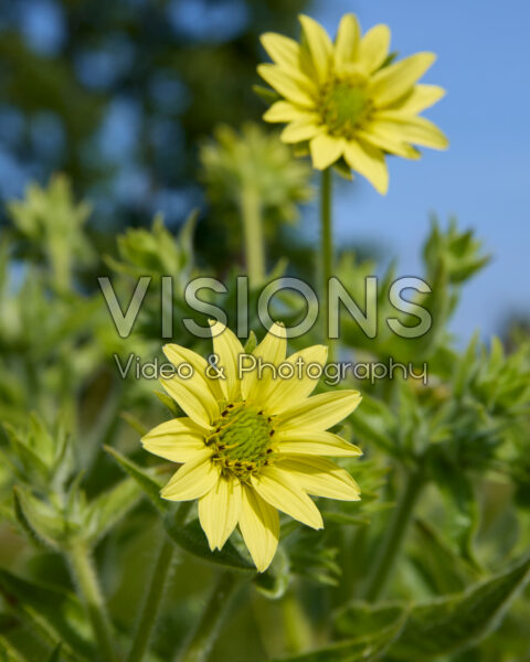 Silphium mohrii