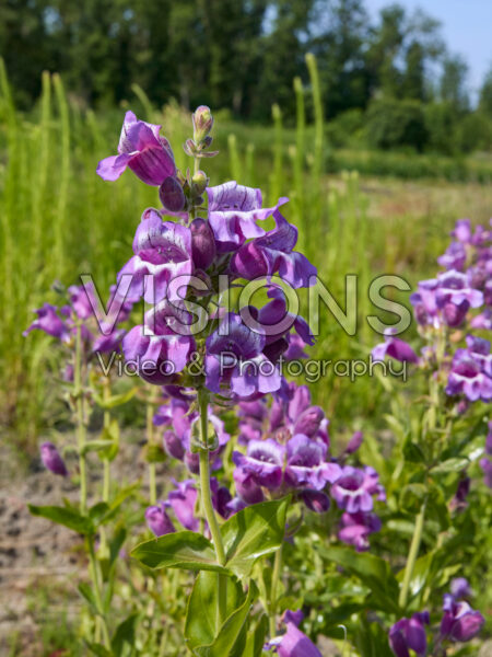 Penstemon