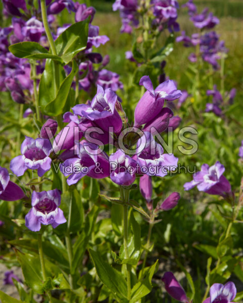 Penstemon Penstemon