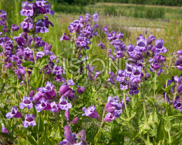 Penstemon Penstemon