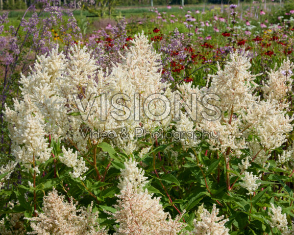 Persicaria polymorpha Persicaria polymorpha