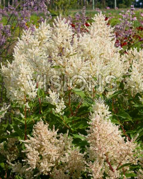 Persicaria polymorpha Persicaria polymorpha