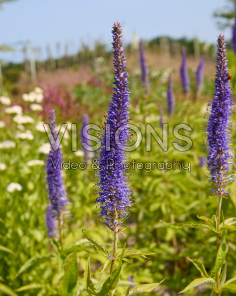 Veronica spicata