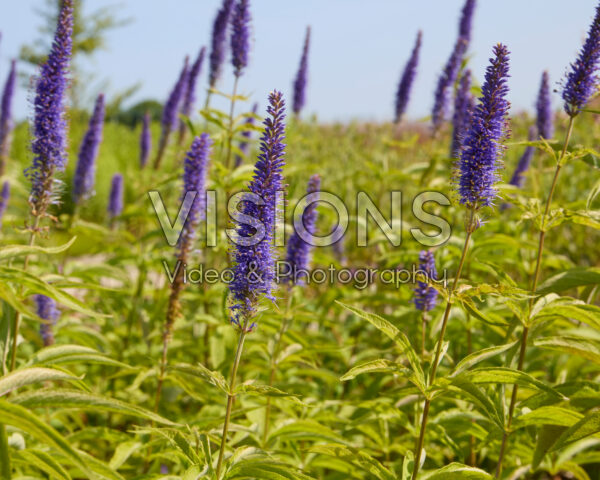 Veronica spicata Veronica spicata