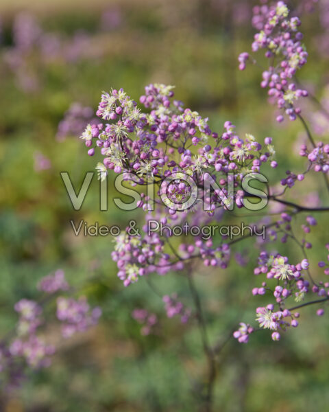Thalictrum Thalictrum