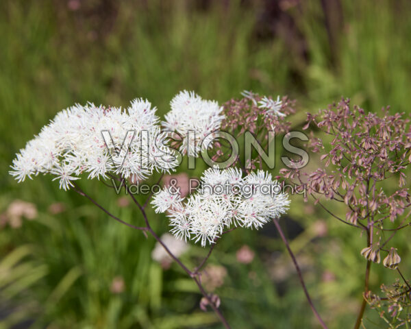 Thalictrum Thalictrum
