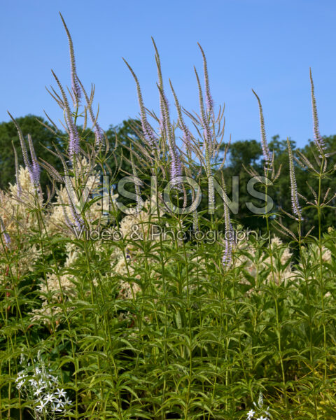 Veronicastrum virginicum Veronicastrum virginicum