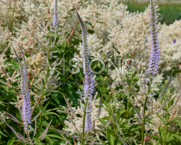 Persicaria polymorpha, Veronicastrum virginicum Persicaria polymorpha, Veronicastrum virginicum