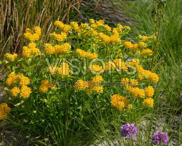 Asclepias tuberosa