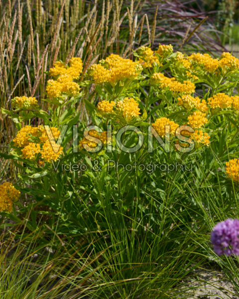 Asclepias tuberosa Asclepias tuberosa