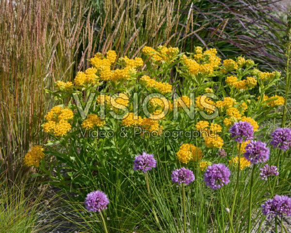 Asclepias tuberosa