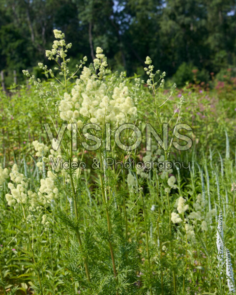 Thalictrum flavum subsp. glaucum Thalictrum flavum subsp. glaucum