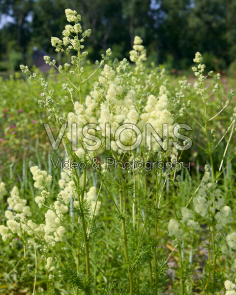 Thalictrum flavum subsp. glaucum Thalictrum flavum subsp. glaucum