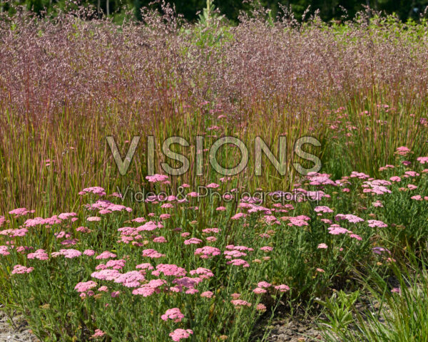 Briza media, Achillea millefolium Briza media, Achillea millefolium