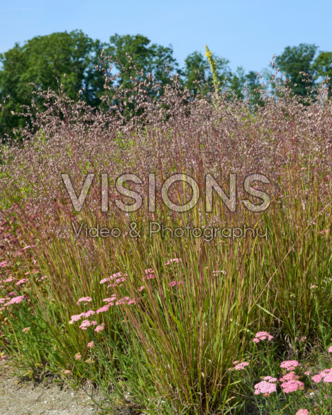 Briza media, Achillea millefolium Briza media, Achillea millefolium