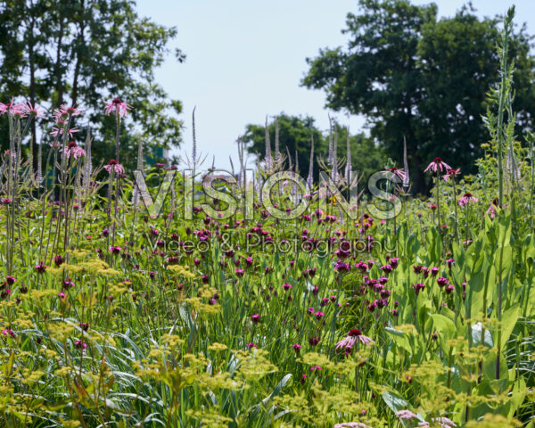 Vaste planten tuin Vaste planten tuin