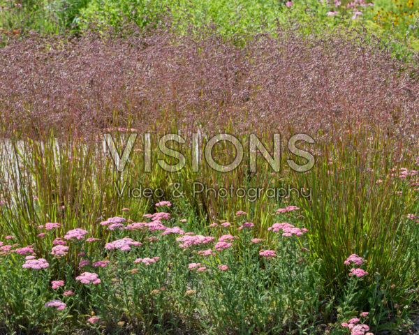 Briza media, Achillea millefolium Briza media, Achillea millefolium