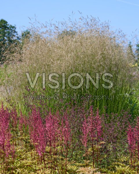 Deschampsia cespitosa, Astilbe Deschampsia cespitosa, Astilbe