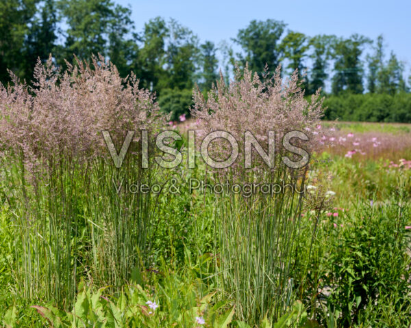 Calamagrostis x acutiflora Overdam Calamagrostis x acutiflora Overdam