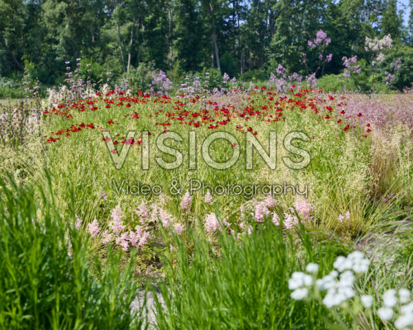 Vaste planten tuin Vaste planten tuin