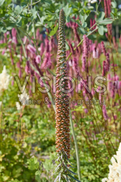Digitalis ferruginea Digitalis ferruginea