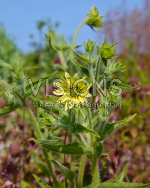 Silphium mohrii Silphium mohrii