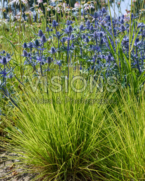 Eryngium, Sesleria Greenlee Eryngium, Sesleria Greenlee