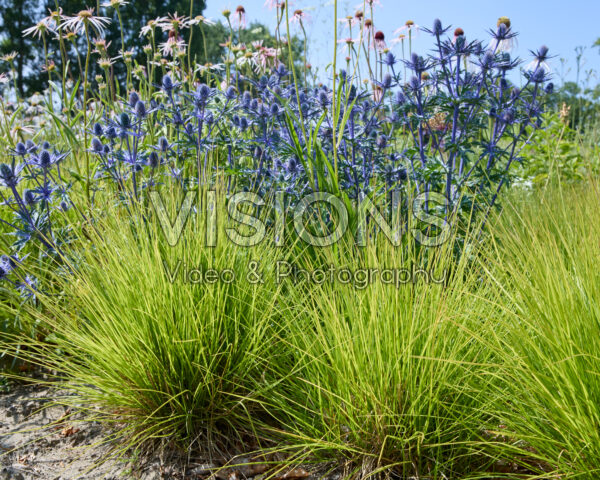 Eryngium, Sesleria Greenlee Eryngium, Sesleria Greenlee