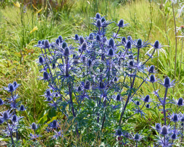 Eryngium Eryngium