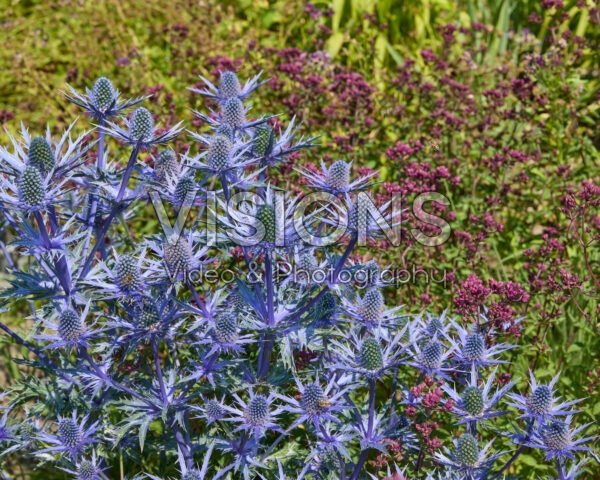 Eryngium Eryngium