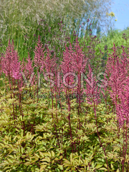 Astilbe Astilbe
