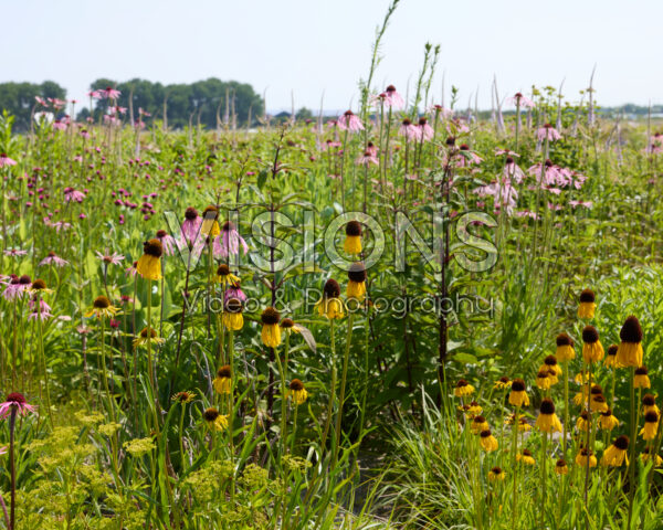 Echinacea pallida, Echinacea paradoxa Echinacea pallida, Echinacea paradoxa