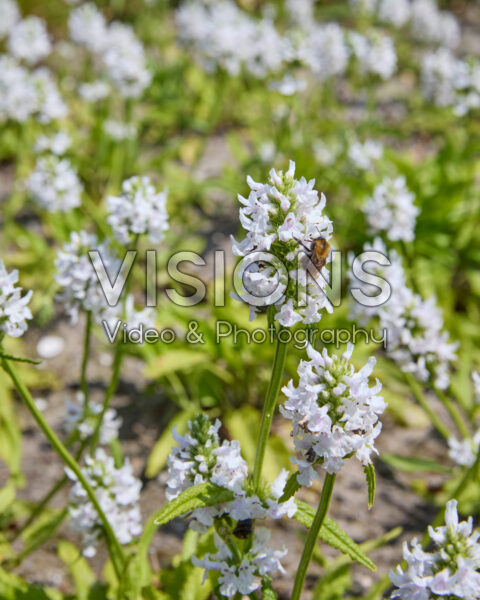 Betonica officinalis Betonica officinalis